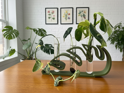 Monsterra Propagation Station